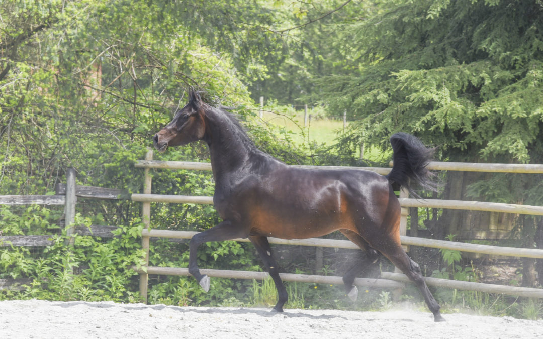 Horses For Sale Arabian Horse Exchange